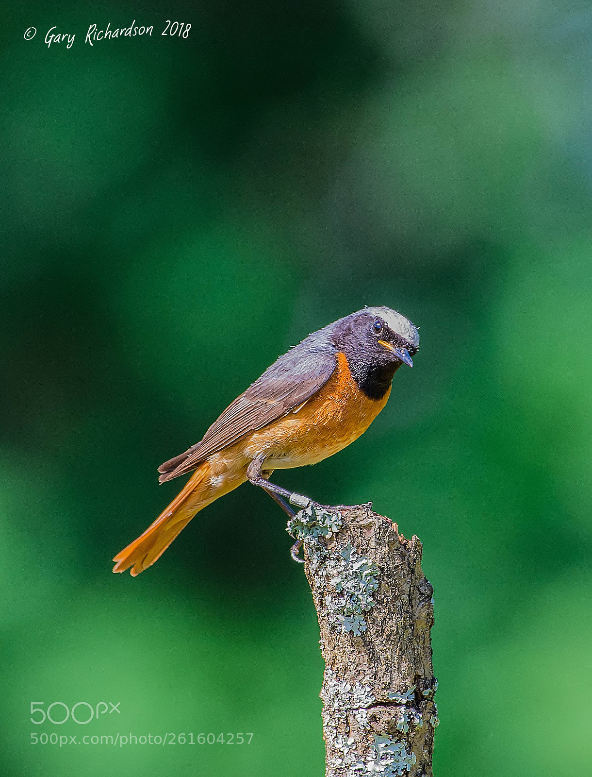 Nikon D500 sample photo. Common redstart photography