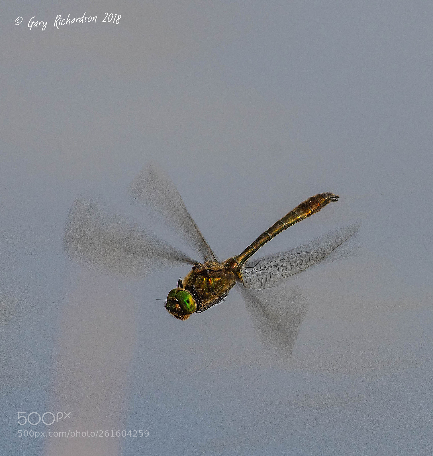 Nikon D500 sample photo. Downy emerald photography