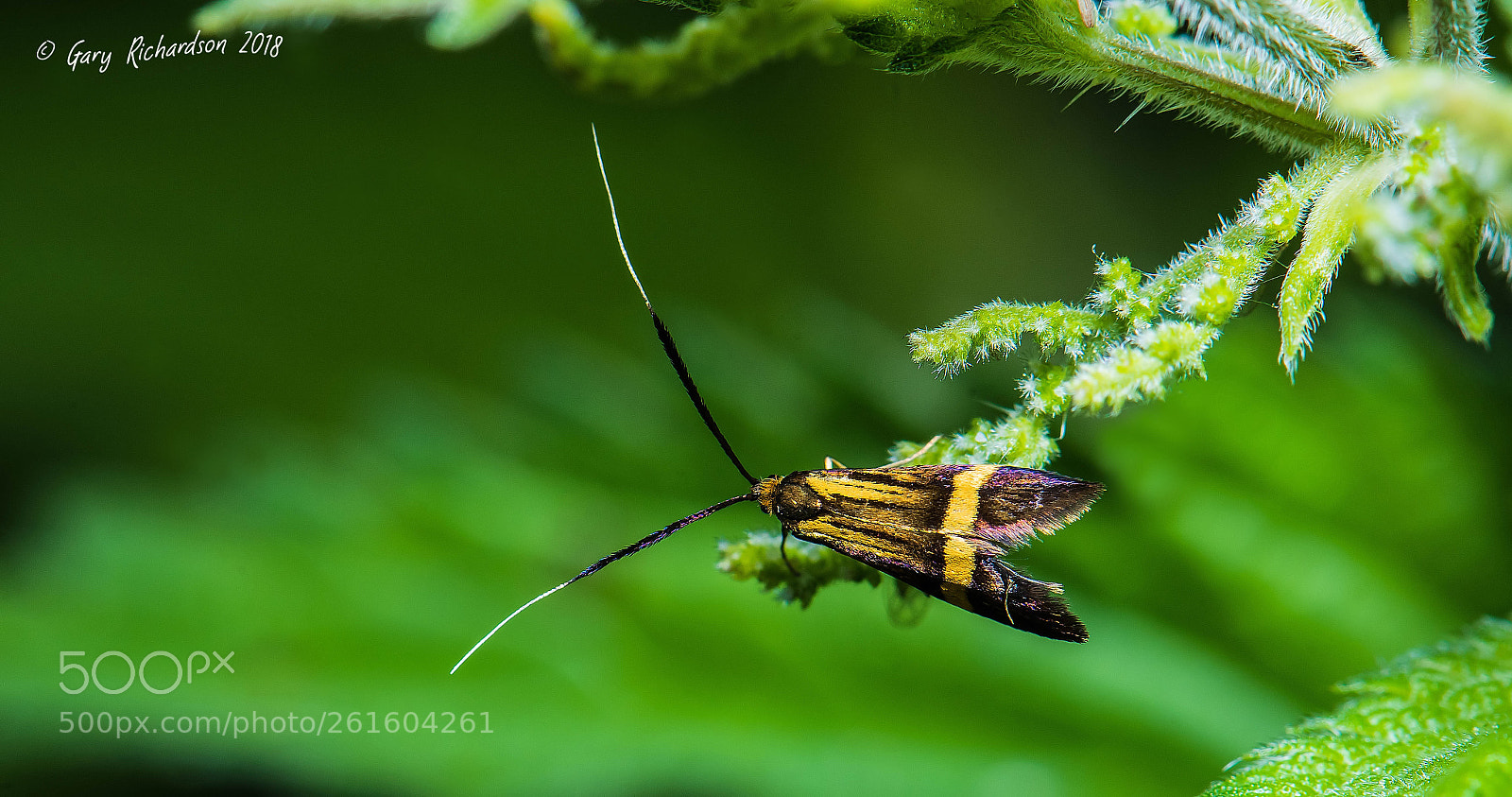 Nikon D810 sample photo. Nemophora degeerella photography