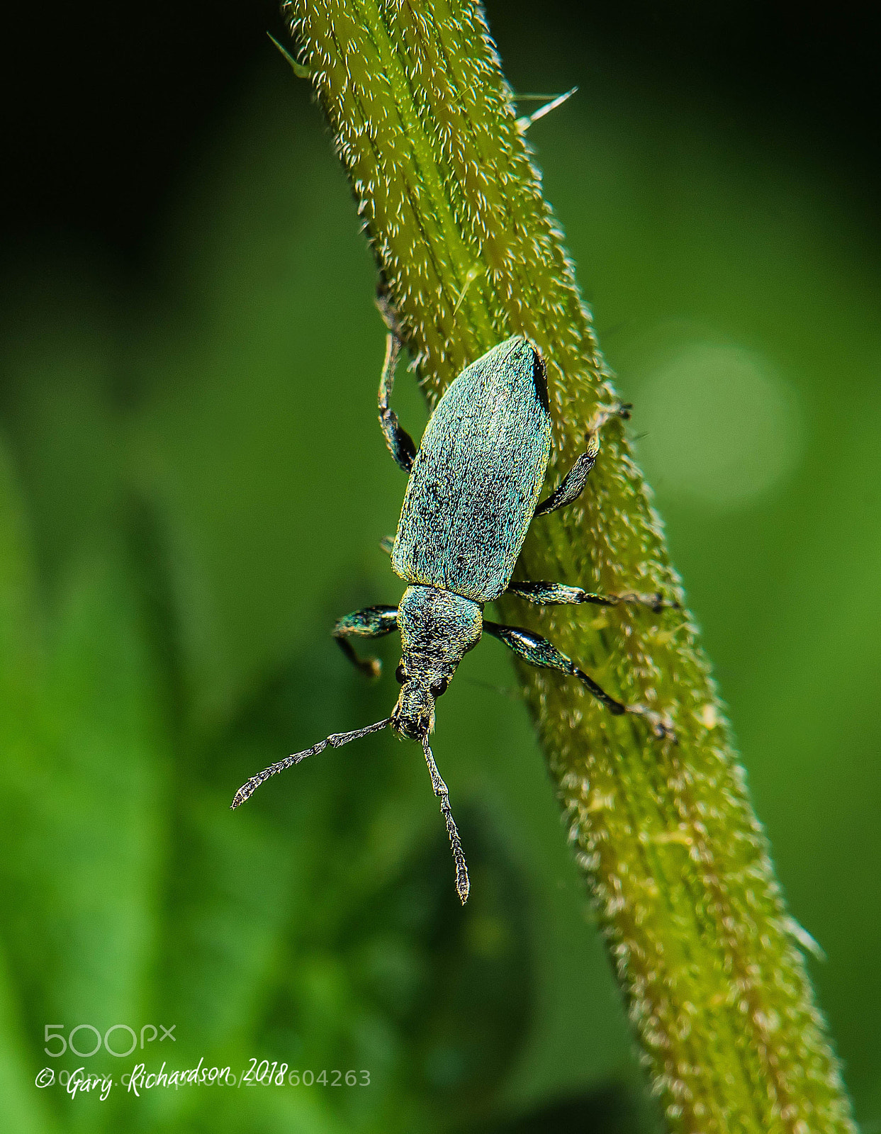 Nikon D810 sample photo. Phyllobius pomaceus photography