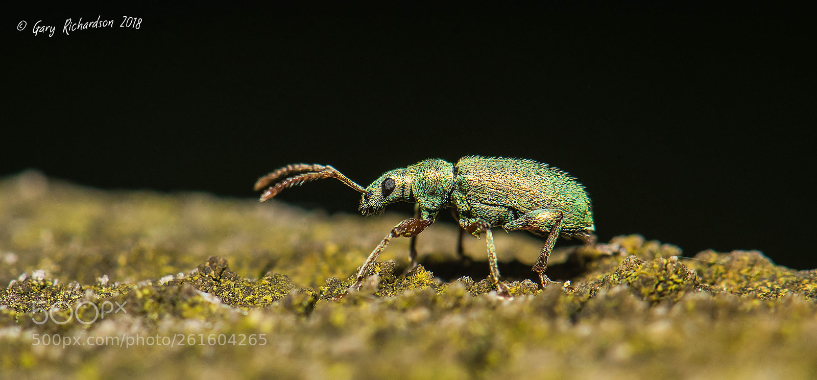 Nikon D810 sample photo. Phyllobius pomaceus photography