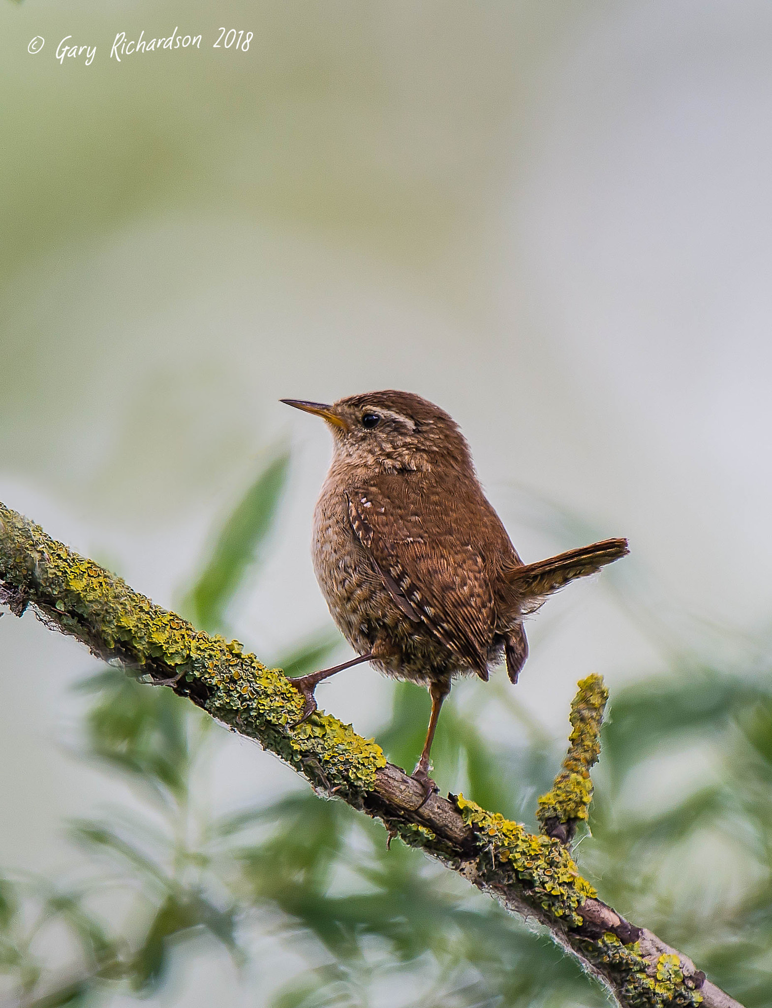 Nikon D4S sample photo. Wren photography