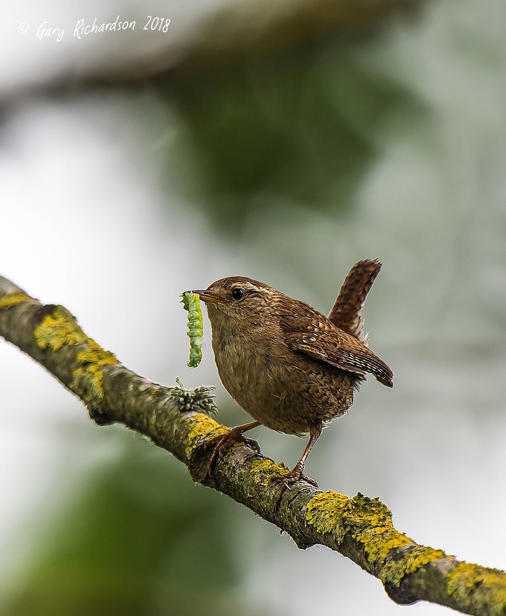 Nikon D4S sample photo. Wren photography