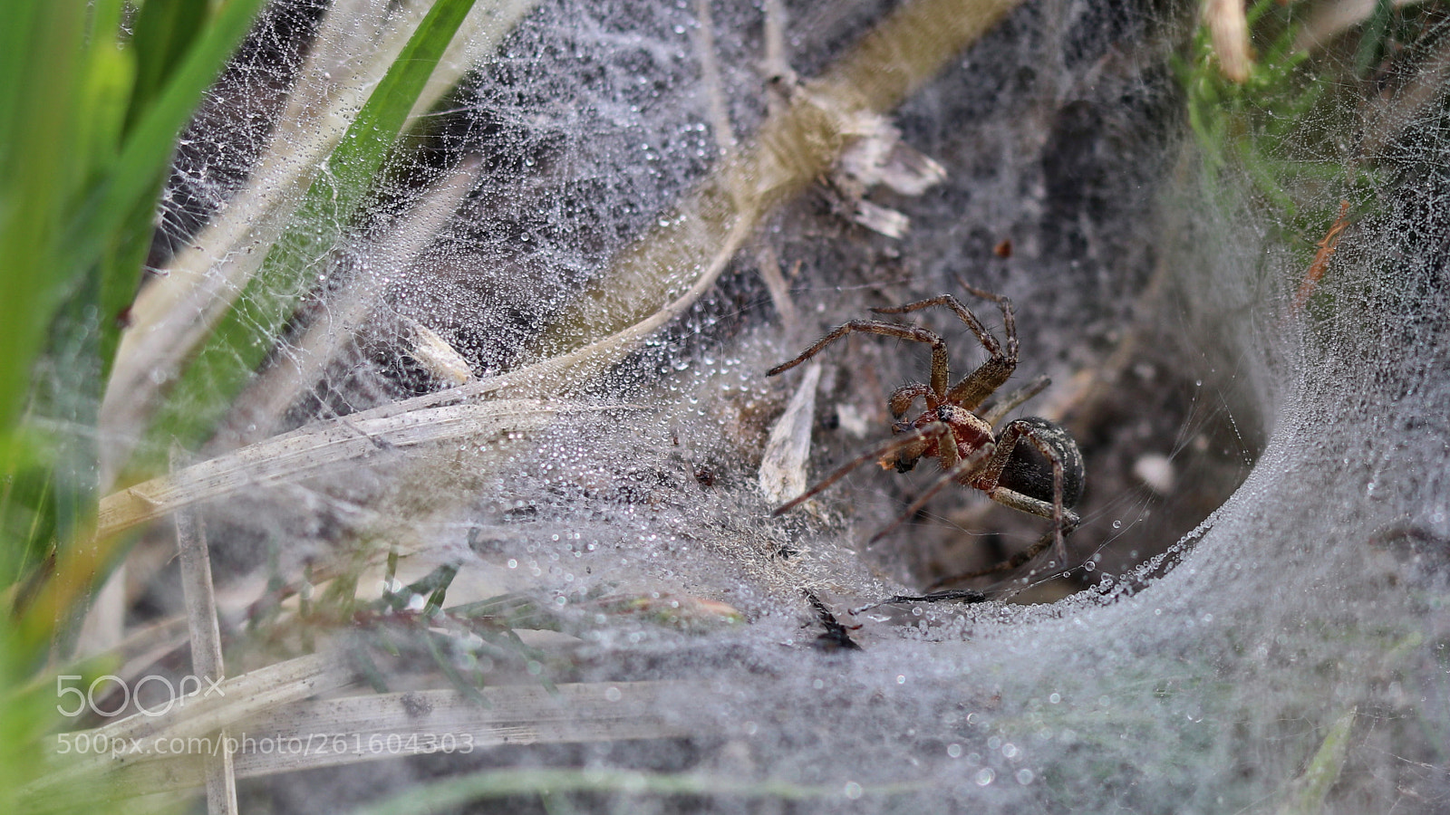Canon EOS 80D + Canon EF 50mm F1.8 STM sample photo. Funnel spider photography