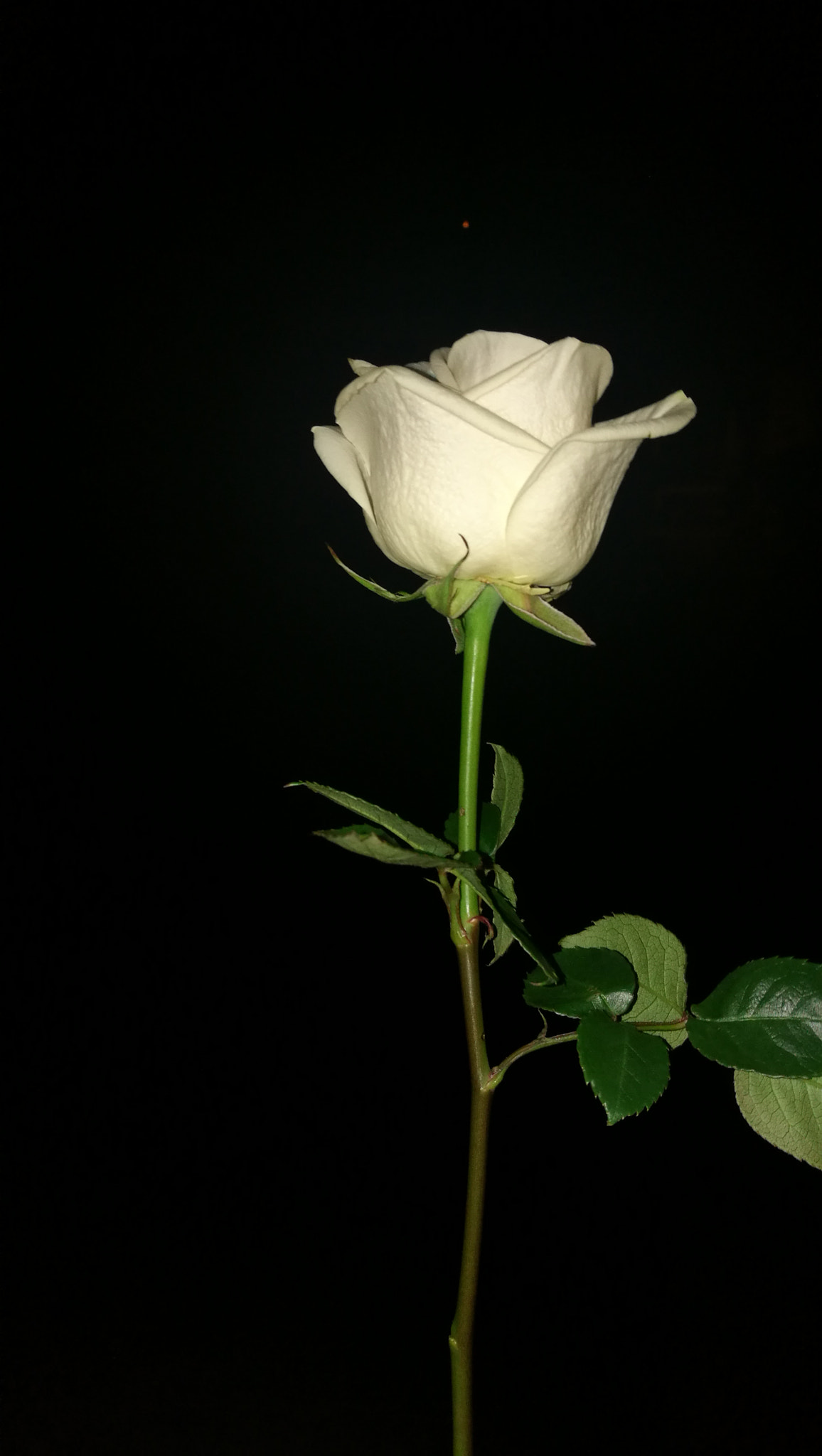 HUAWEI Honor 8 sample photo