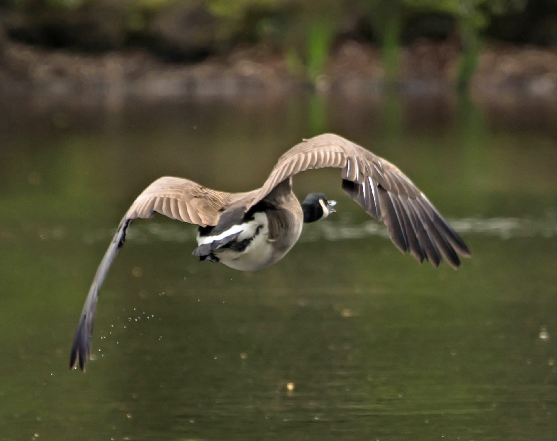 Sony a6500 sample photo. Goose photography
