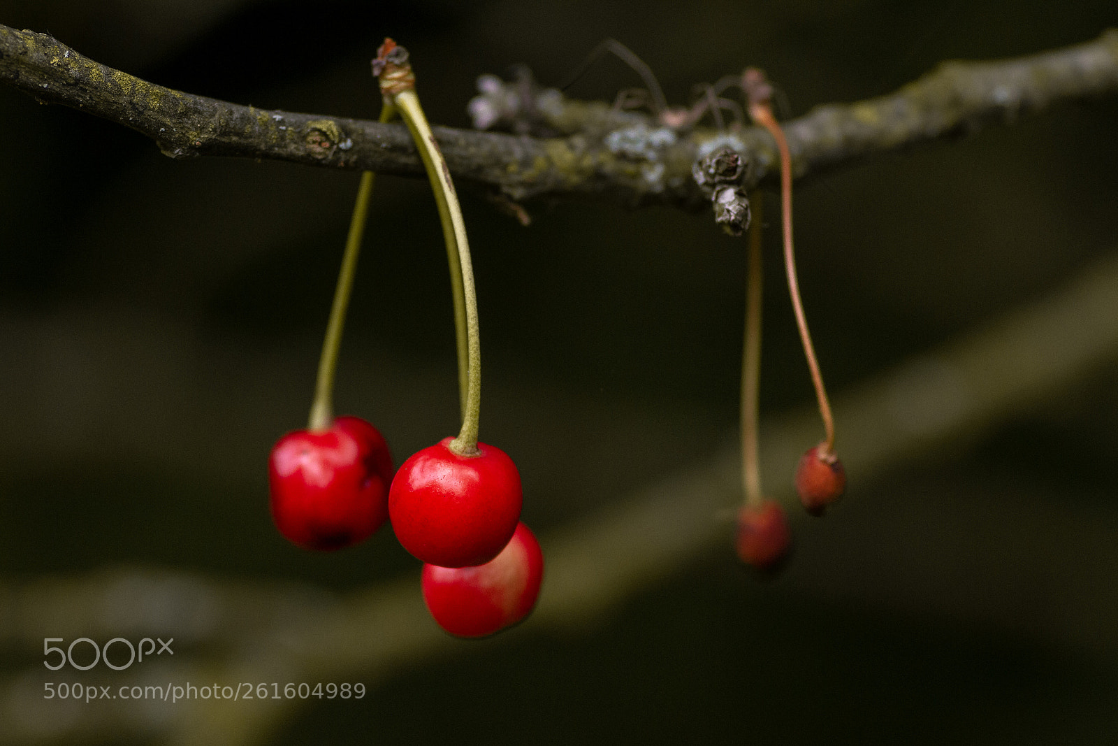 Canon EOS 7D sample photo. Cherries photography