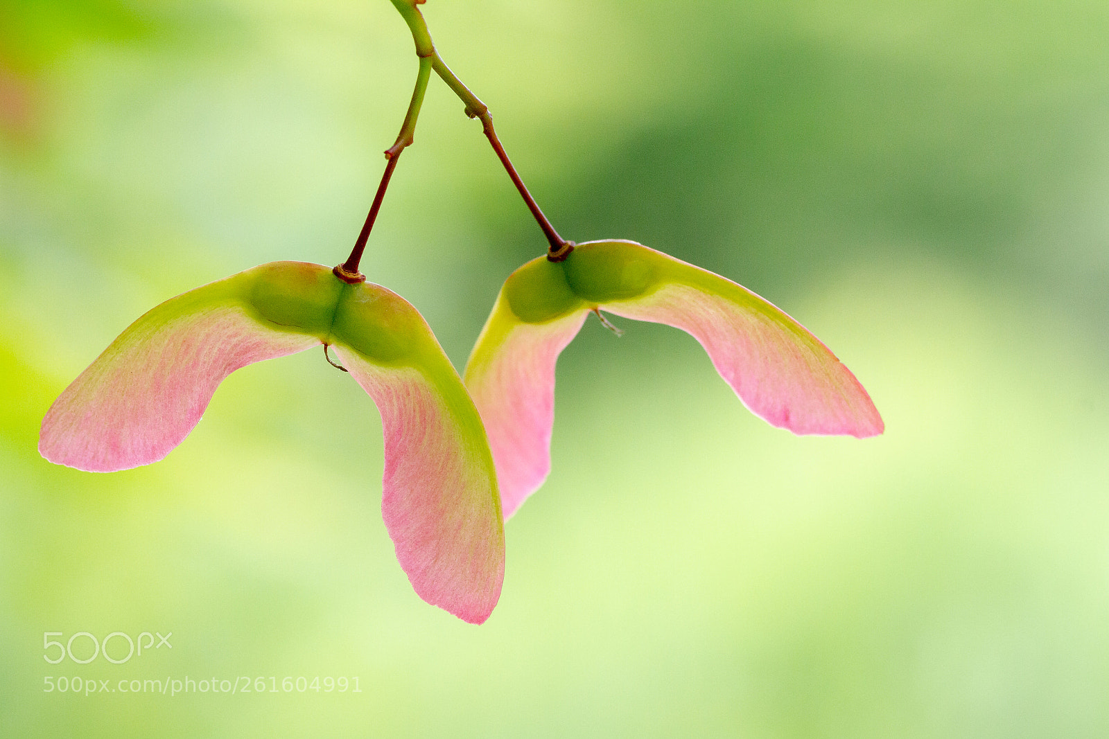 Canon EOS 7D sample photo. Subtle colours photography