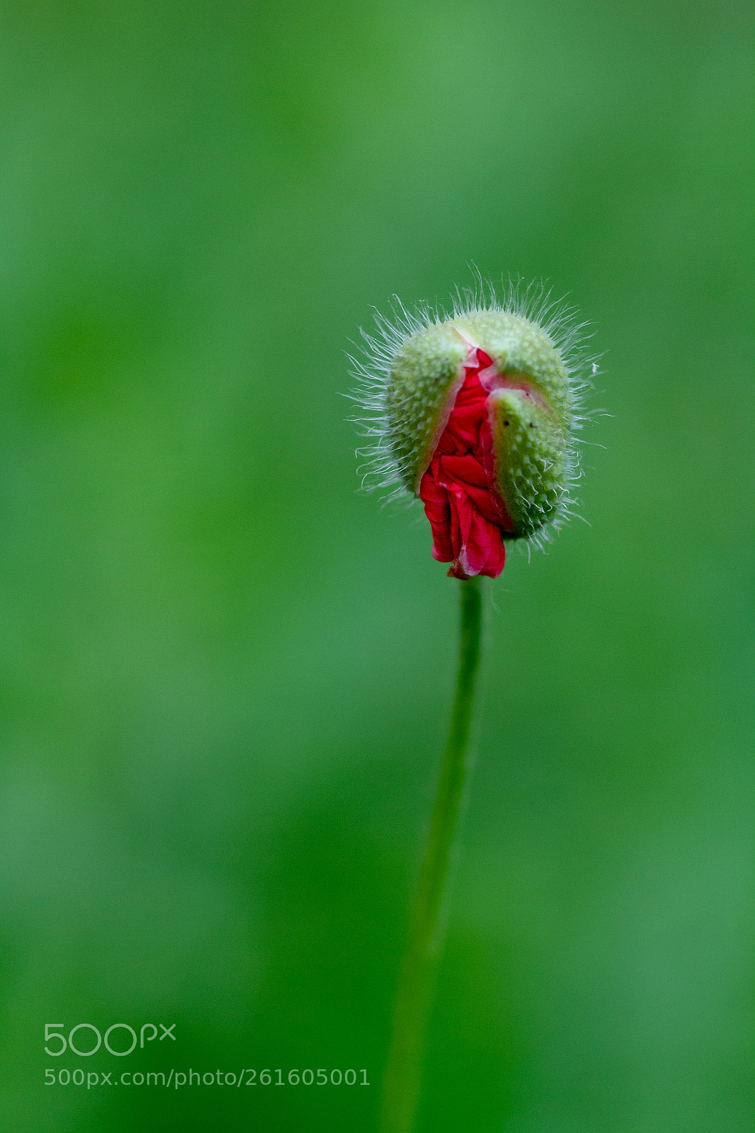 Canon EOS 7D sample photo. The opening photography