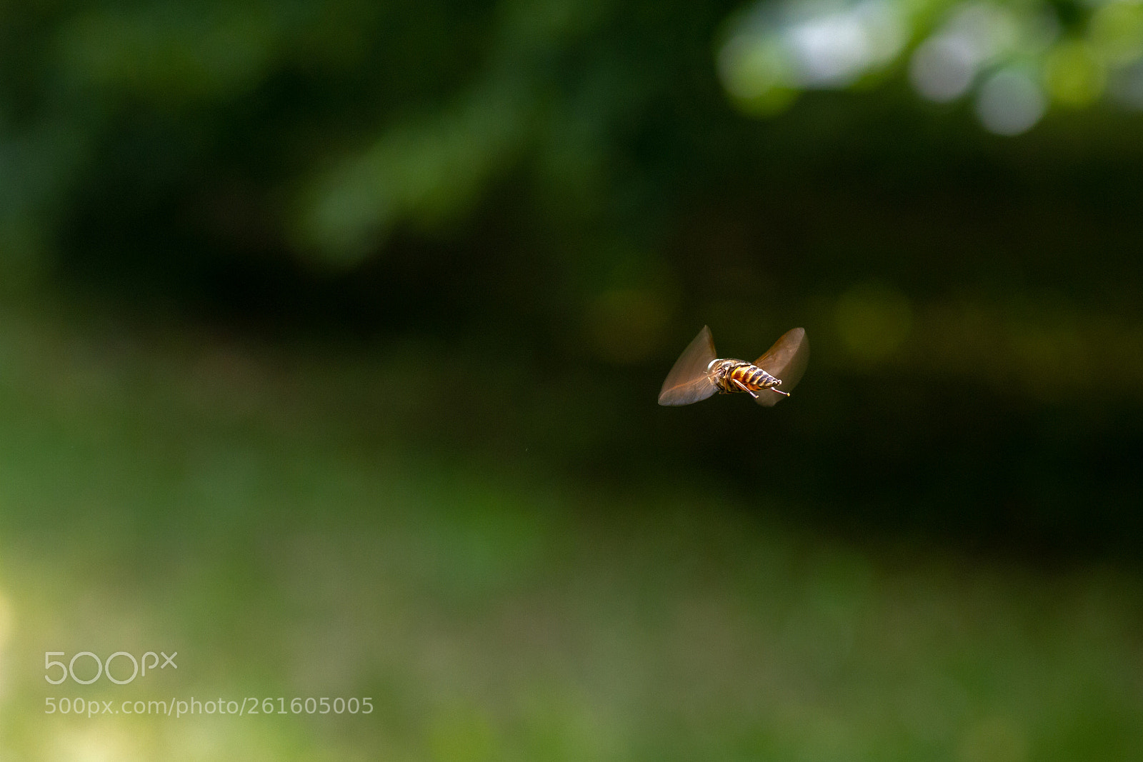 Canon EOS 7D sample photo. Flight photography