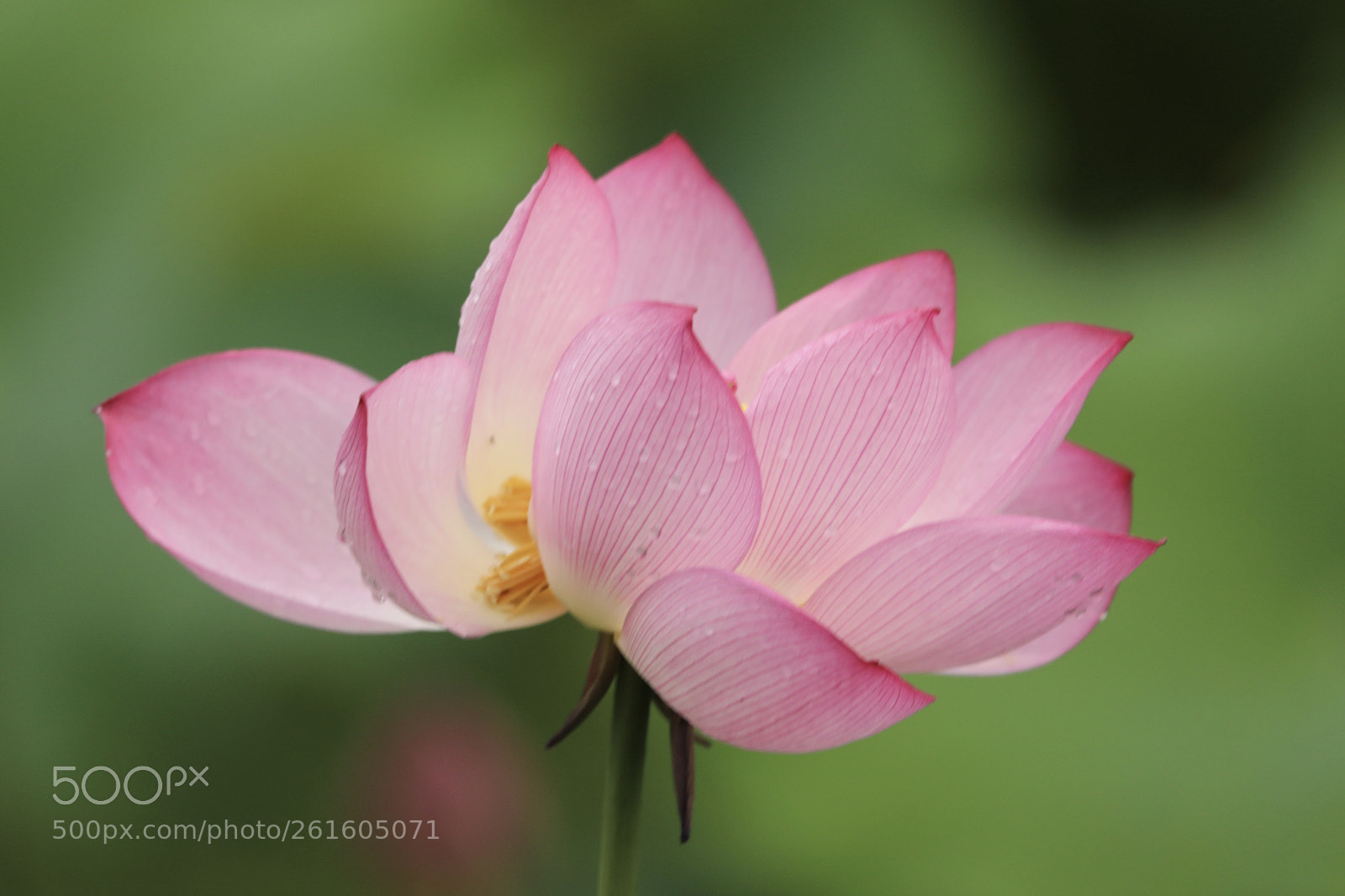 Canon EOS 5D Mark IV sample photo. 东关荷塘荷花 photography