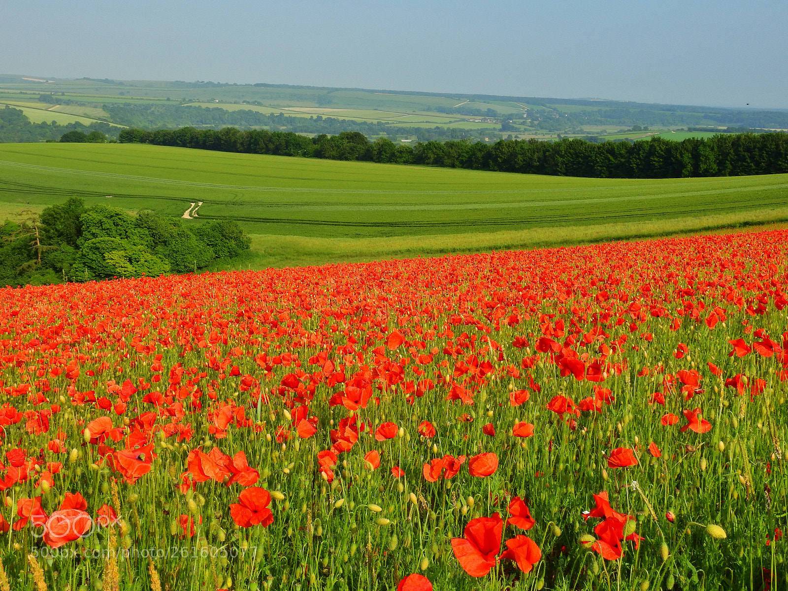 Nikon Coolpix P900 sample photo. Poppy field photography