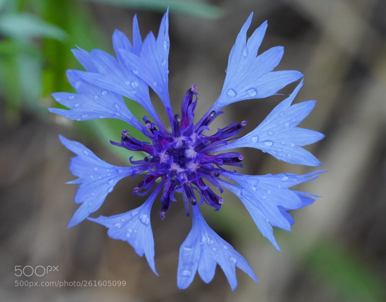 Sony a7 III sample photo. Cornflower photography