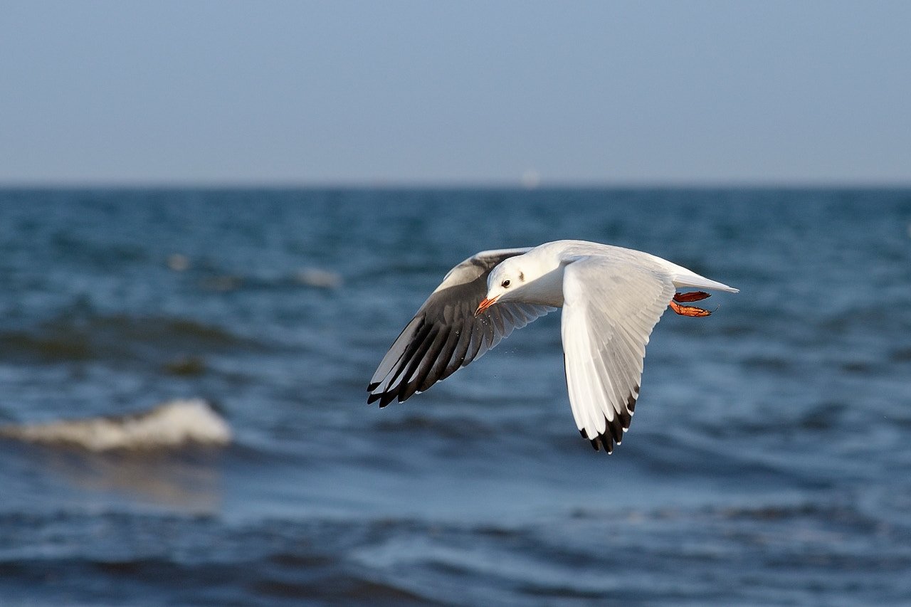 Nikon AF-S DX Nikkor 55-300mm F4.5-5.6G ED VR sample photo. Glide over the shore photography