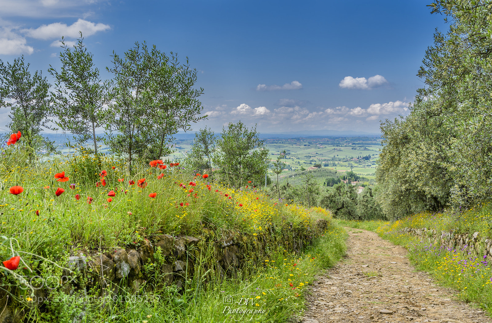 Nikon D500 sample photo. View from the olive photography