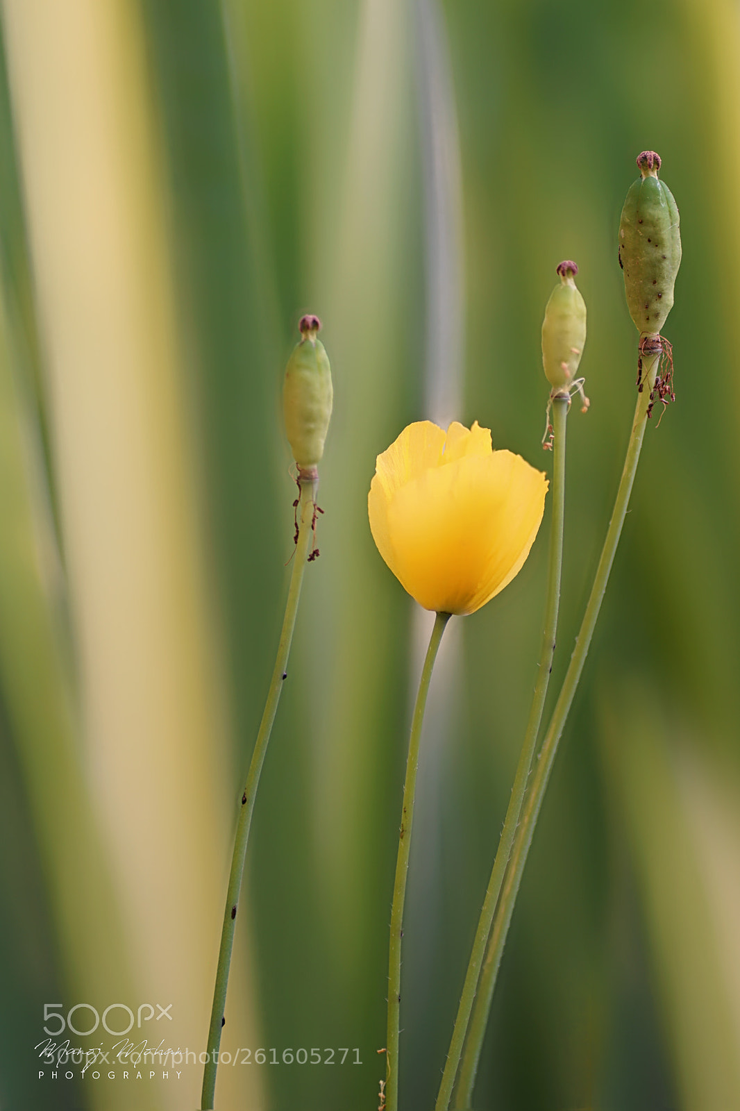 Sony ILCA-77M2 sample photo. Yellow and green photography