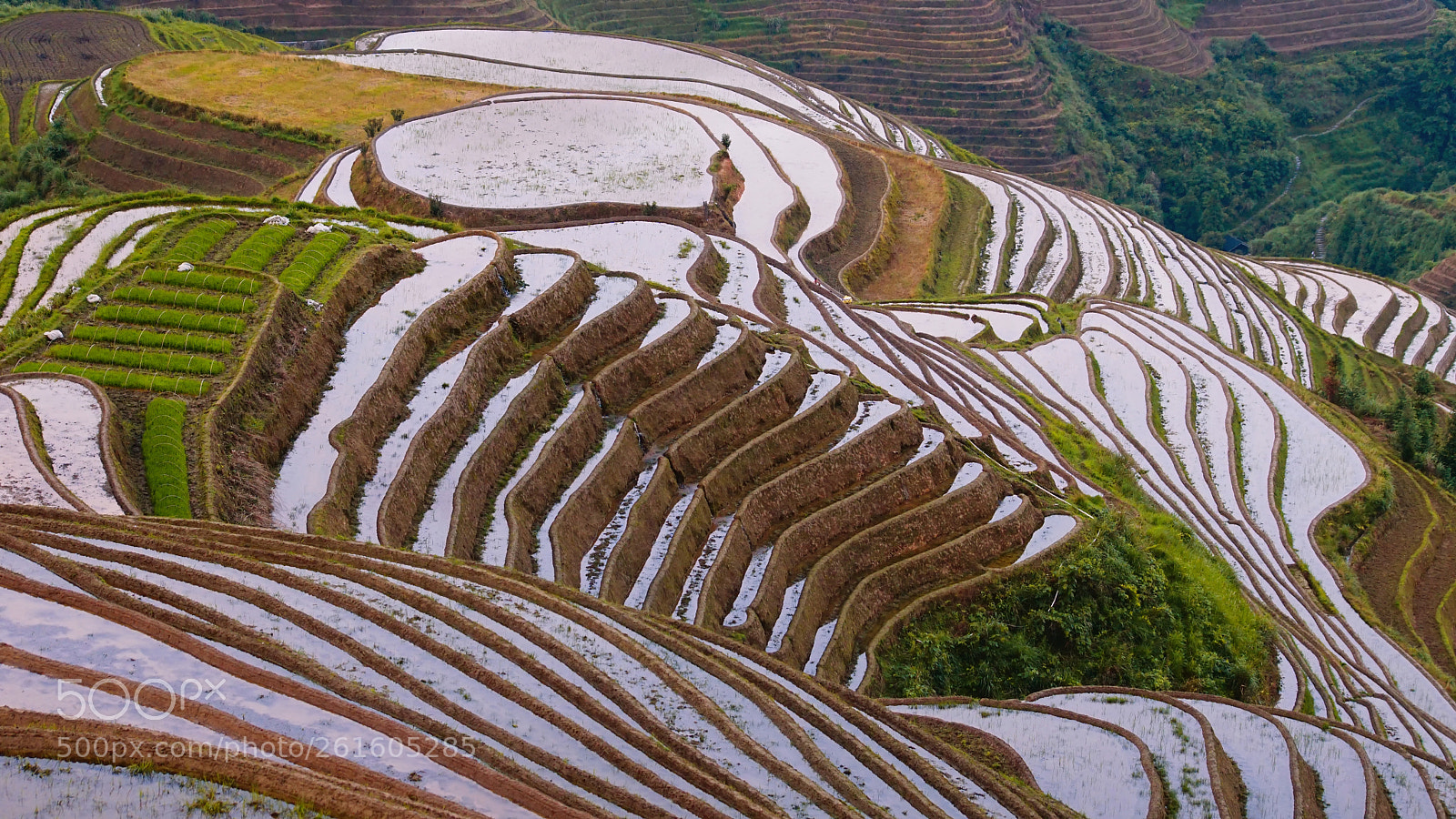 Sony ILCA-77M2 sample photo. Longshen rice terrace photography