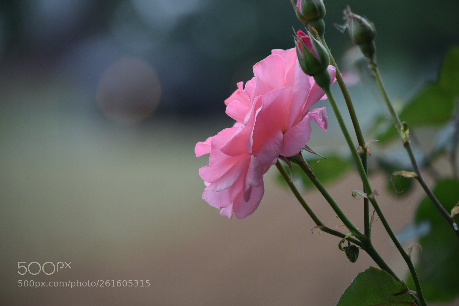 Nikon D5500 sample photo. Untitled photography