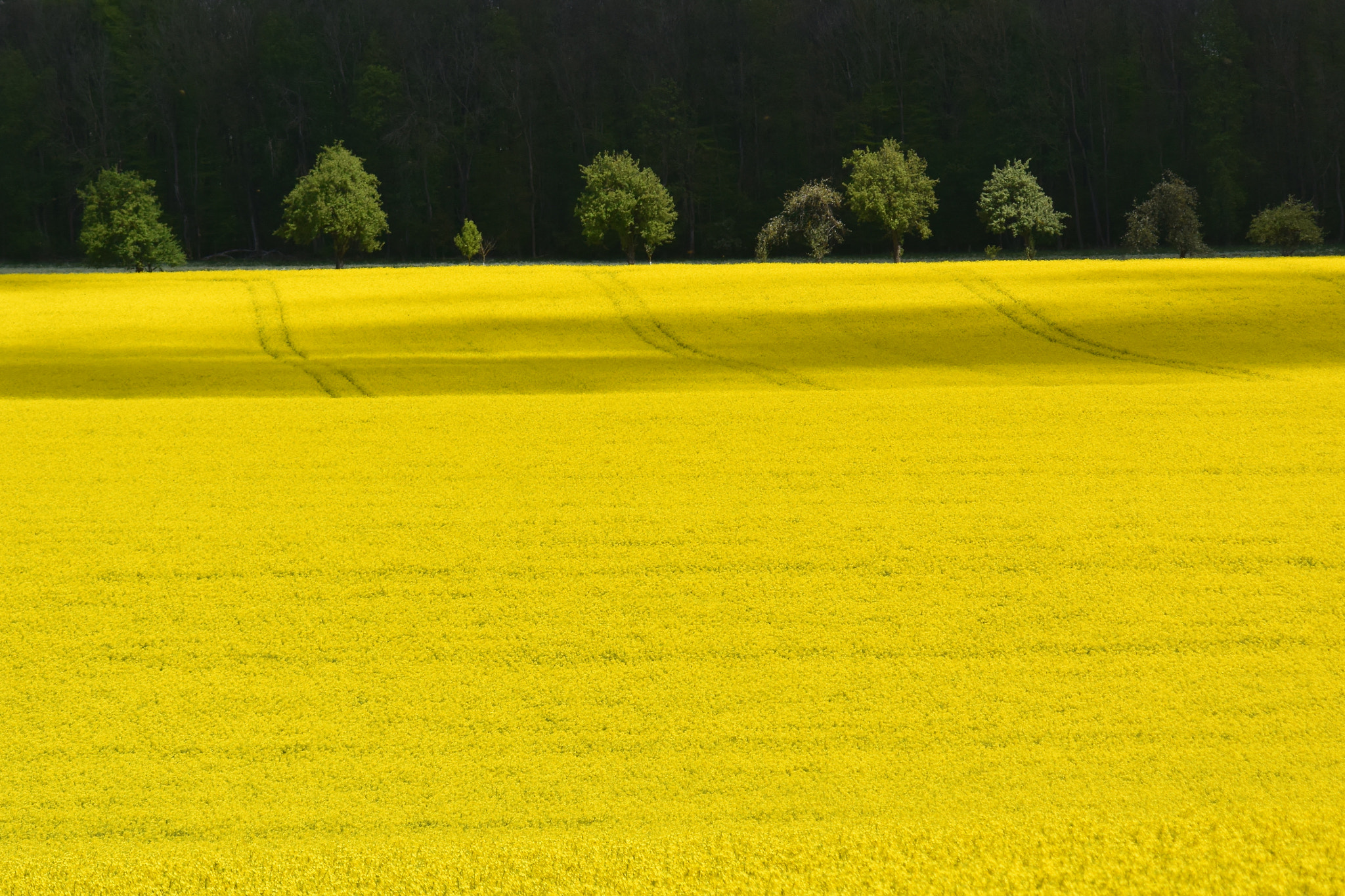 Nikon 1 V3 sample photo. Raps photography
