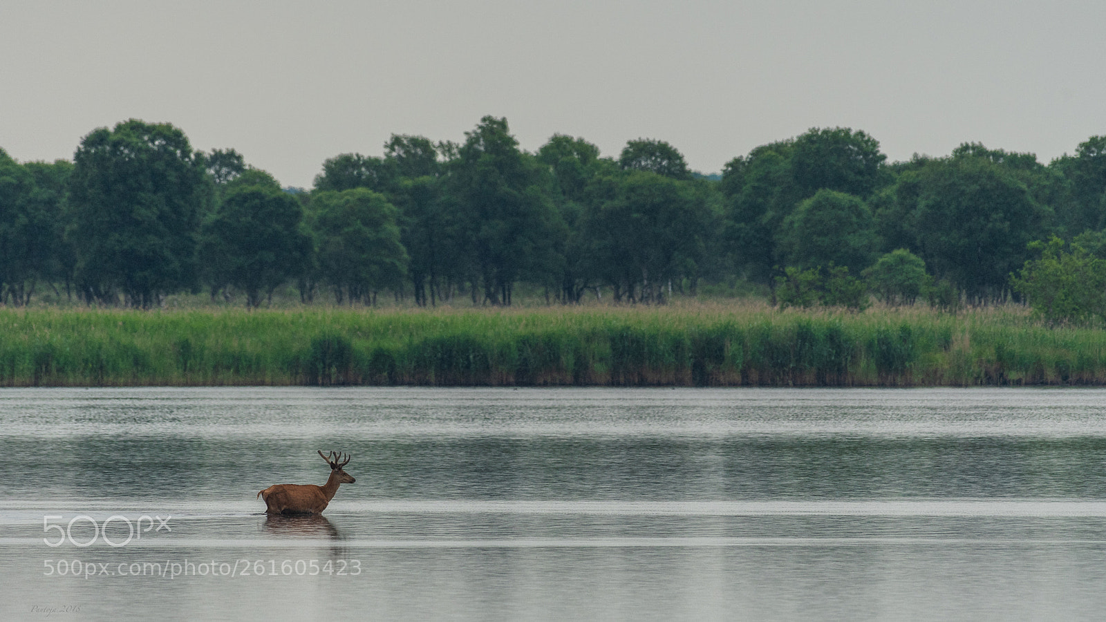 Nikon D500 sample photo. Crossing the lake photography