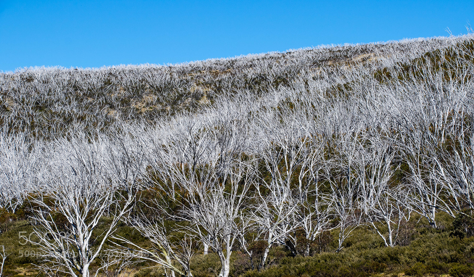 Canon EOS 7D Mark II sample photo. Dead forest photography