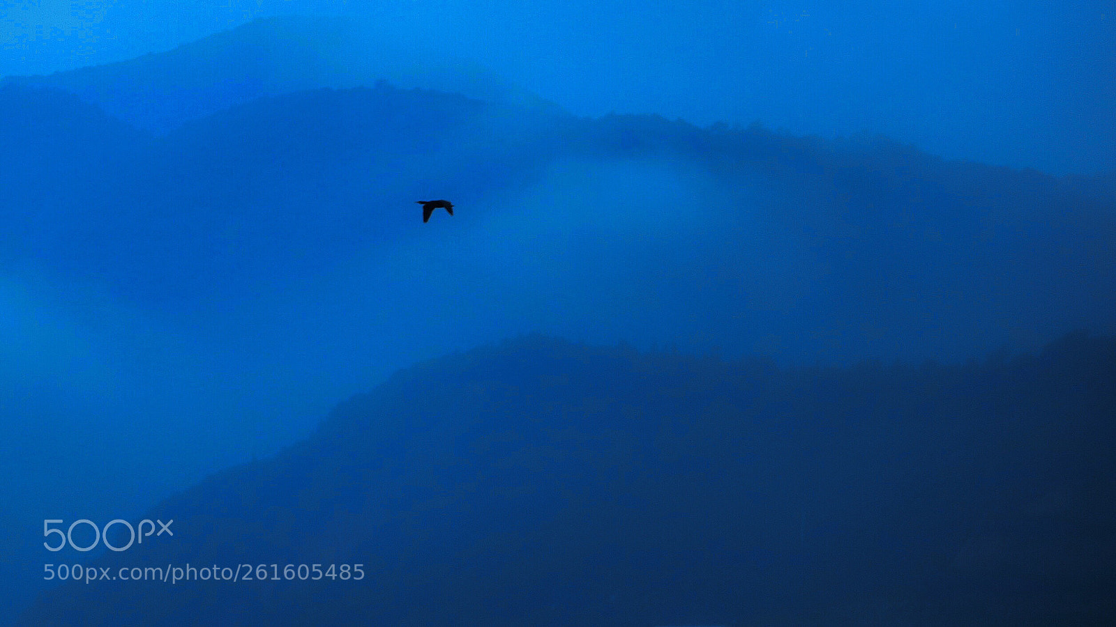 Fujifilm X-T1 sample photo. Bird in flight photography