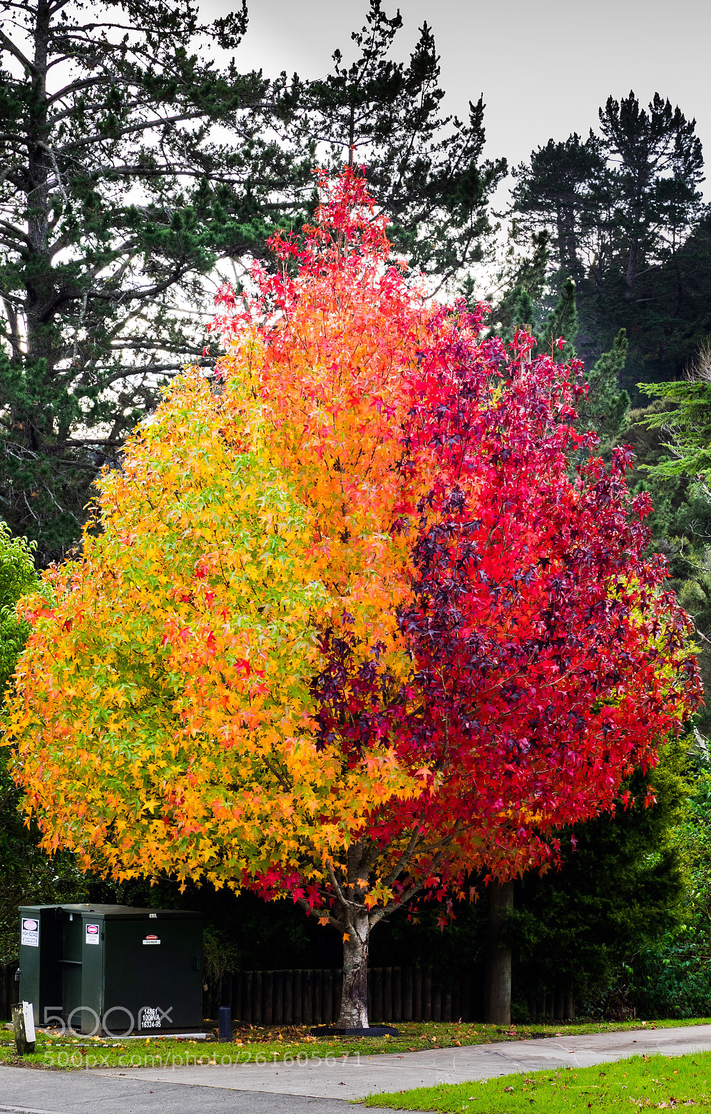 Olympus OM-D E-M1 sample photo. A colorful tree photography