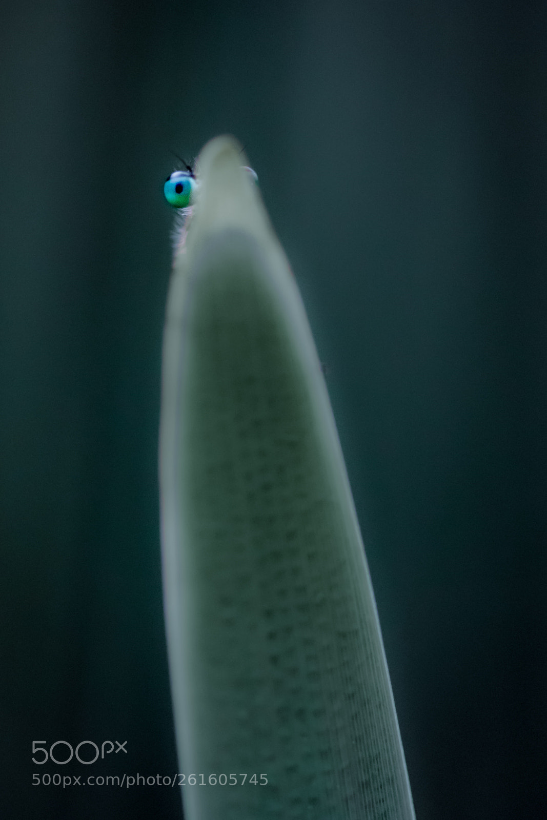 Canon EOS 7D Mark II sample photo. Macro photography