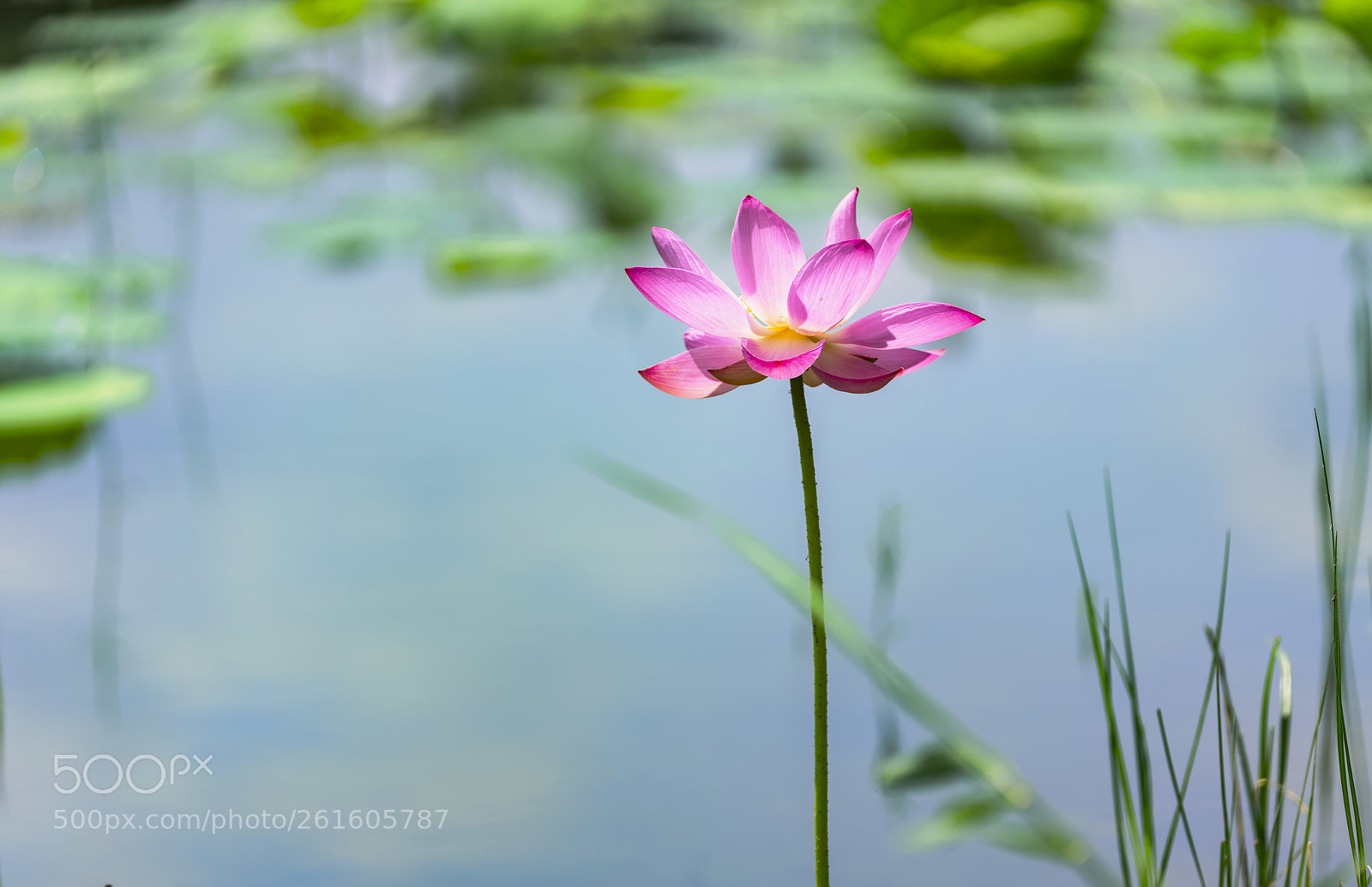 Sony a7R II sample photo. Lotus photography