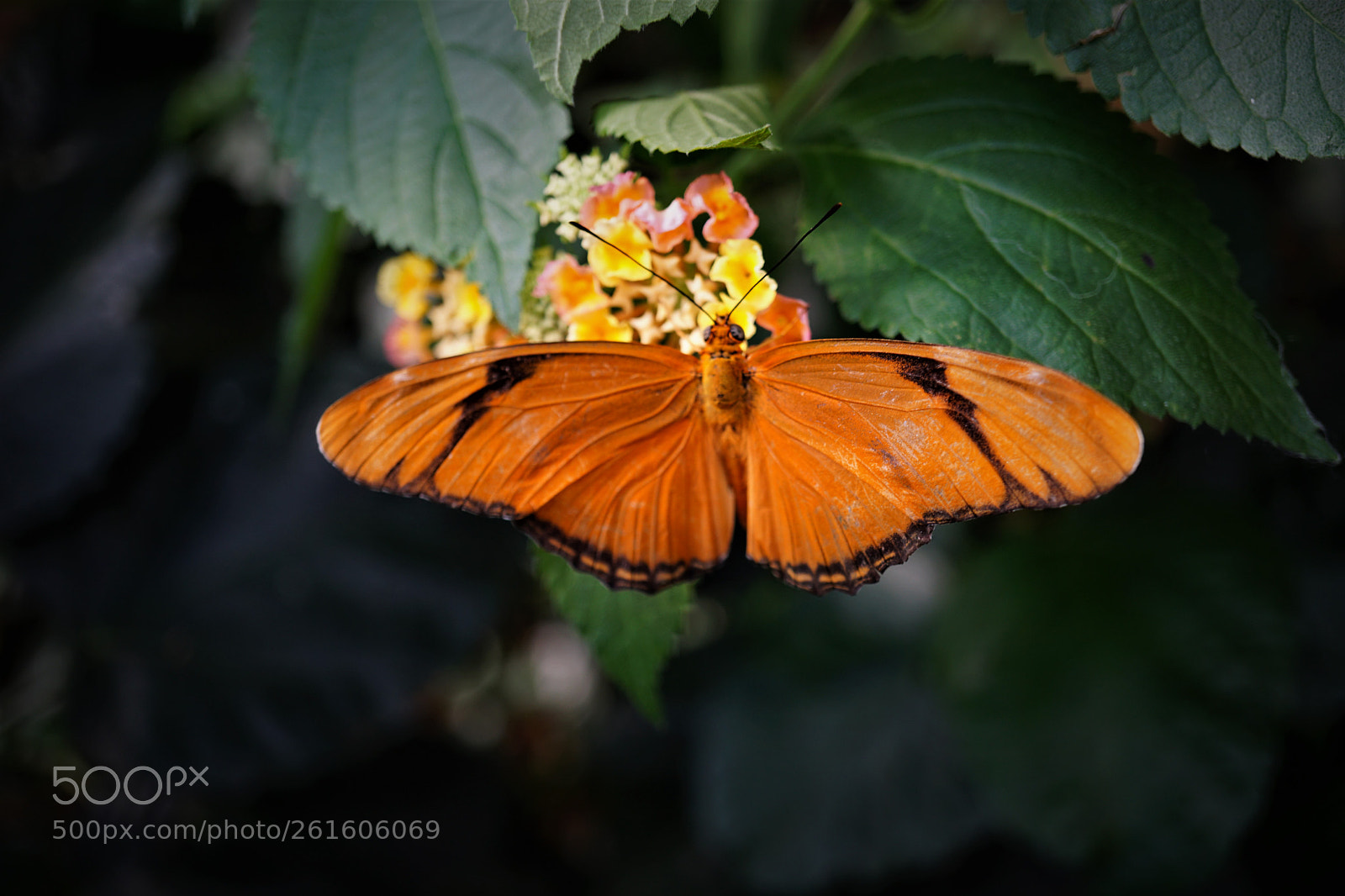 Sony a6000 sample photo. Butterfly life photography