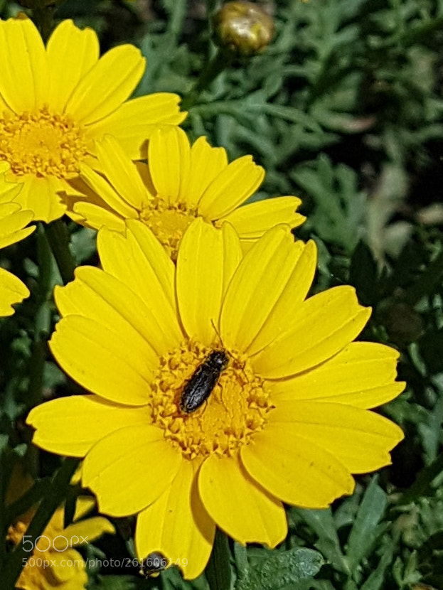 Samsung Galaxy S7 Edge sample photo. Untitled photography