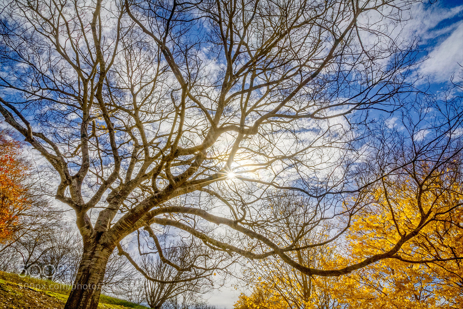 Canon EOS 60D sample photo. Branching out photography