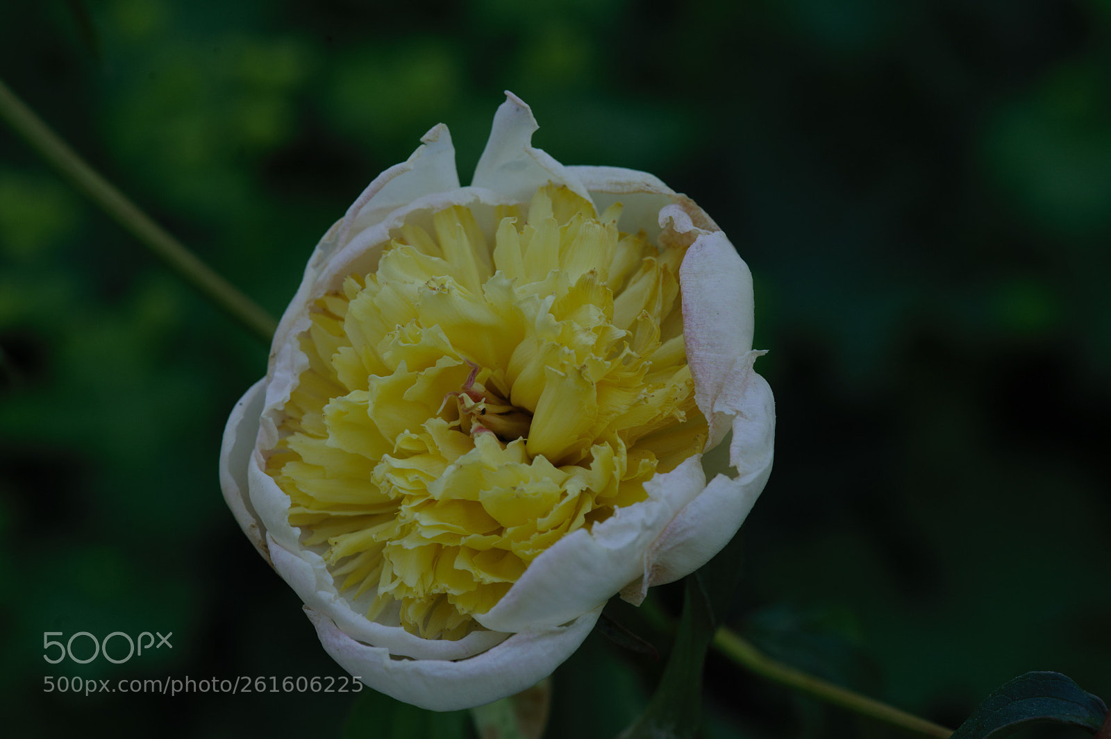 Nikon D700 sample photo. A yellow peony bursting photography
