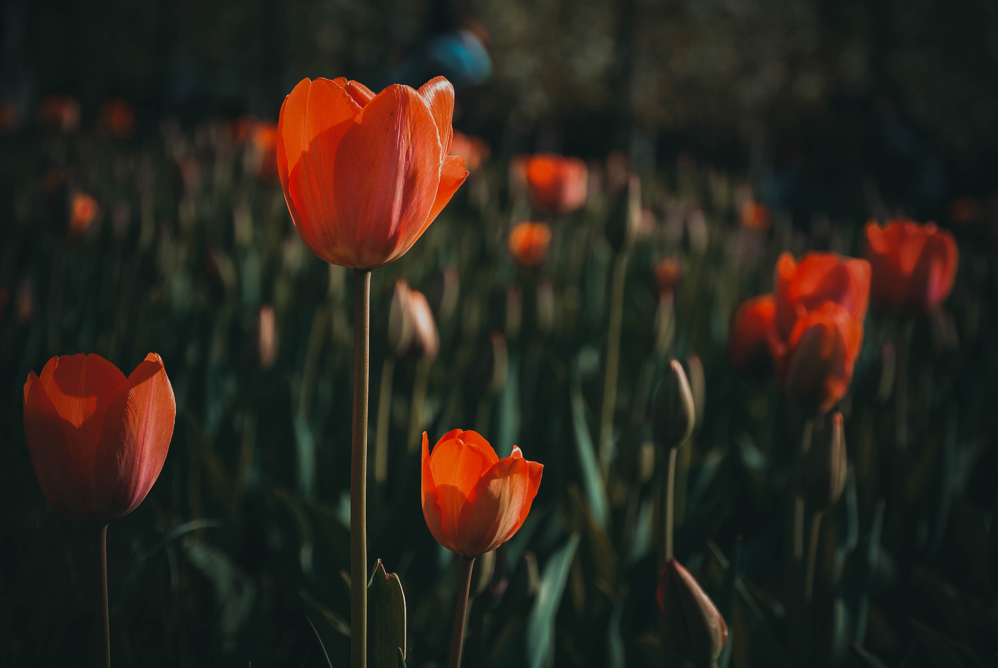Nikon 1 J1 sample photo. Tulips photography