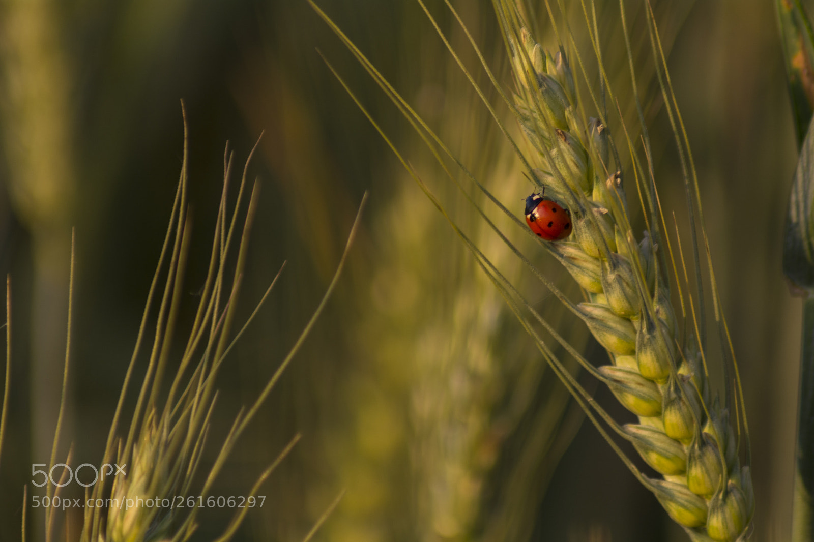 Nikon D7100 sample photo. Ladybug on the wheat photography