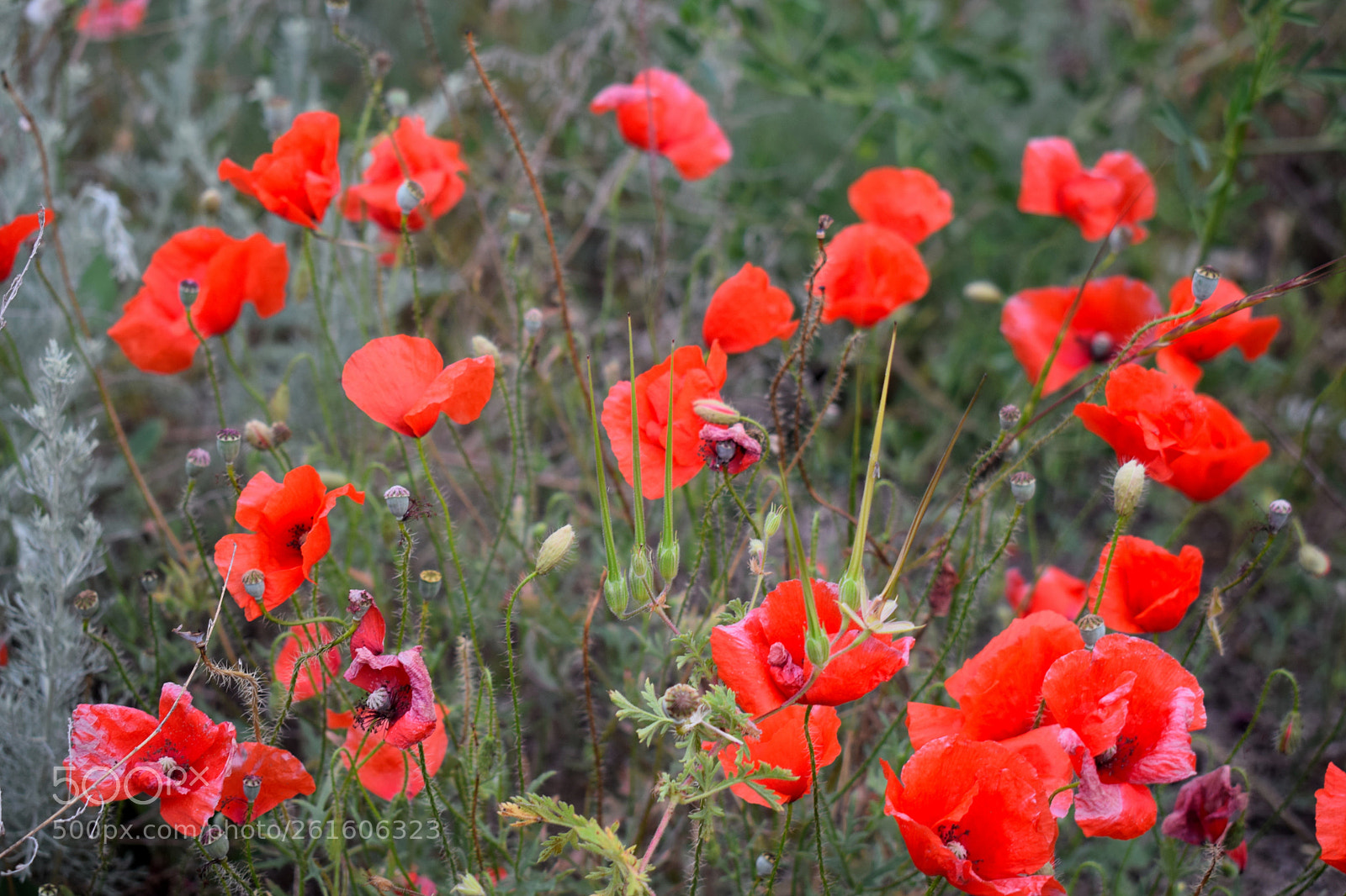 Nikon D5300 sample photo. Dsc photography