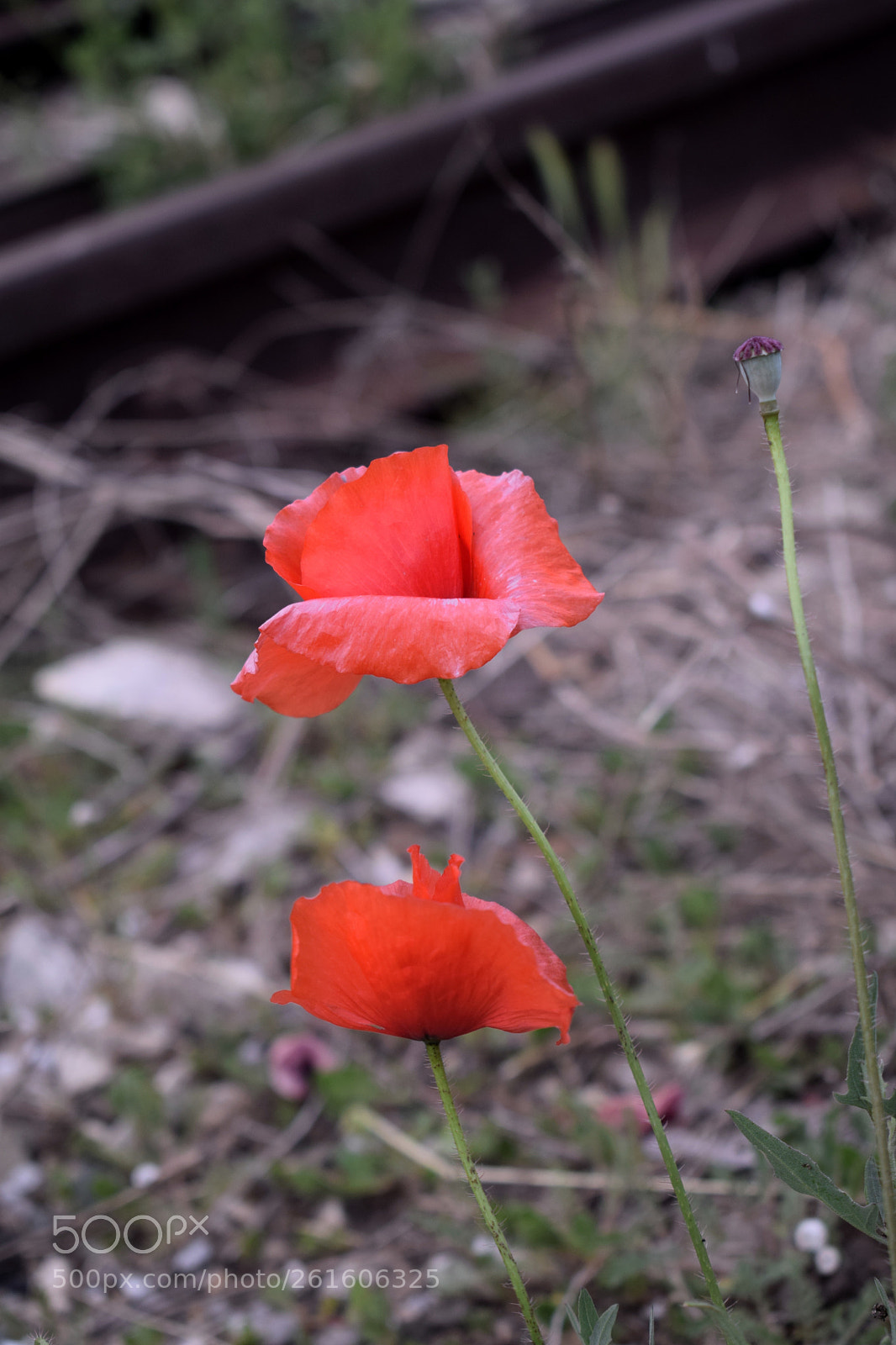 Nikon D5300 sample photo. Dsc photography