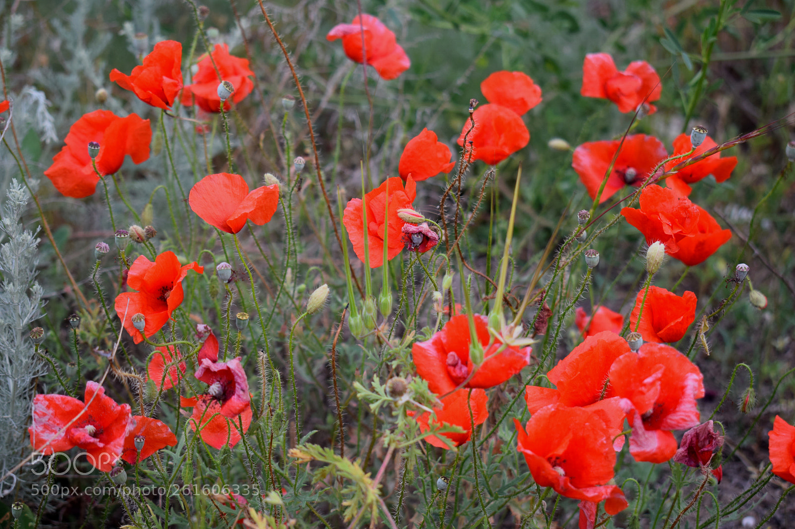 Nikon D5300 sample photo. Dsc photography