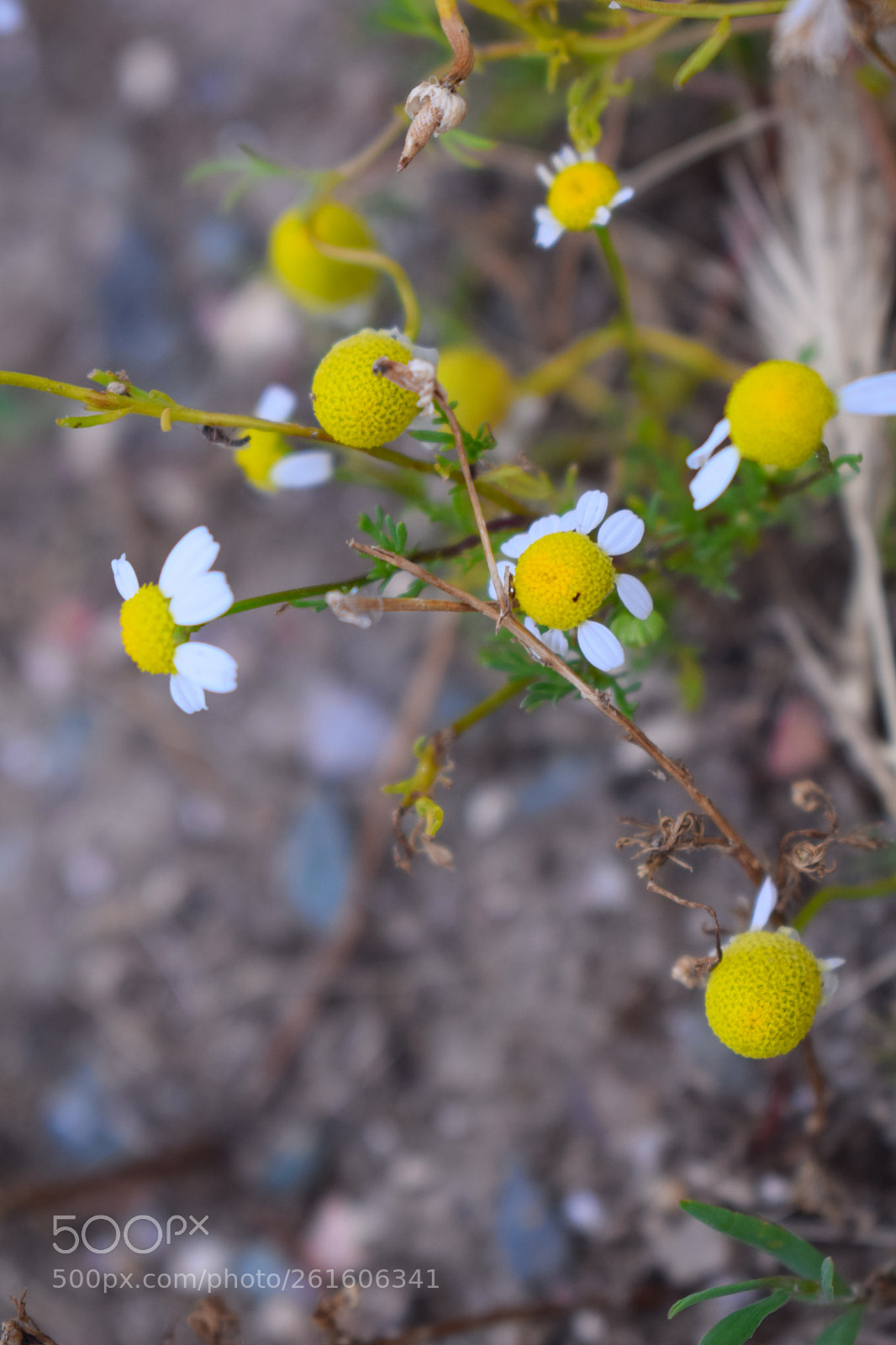 Nikon D5300 sample photo. Dsc photography