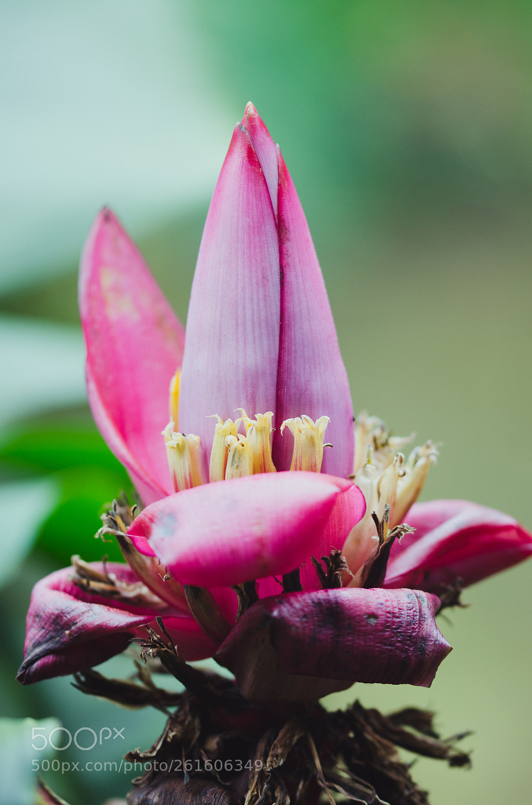 Nikon D5100 sample photo. Banana flower macro. photography