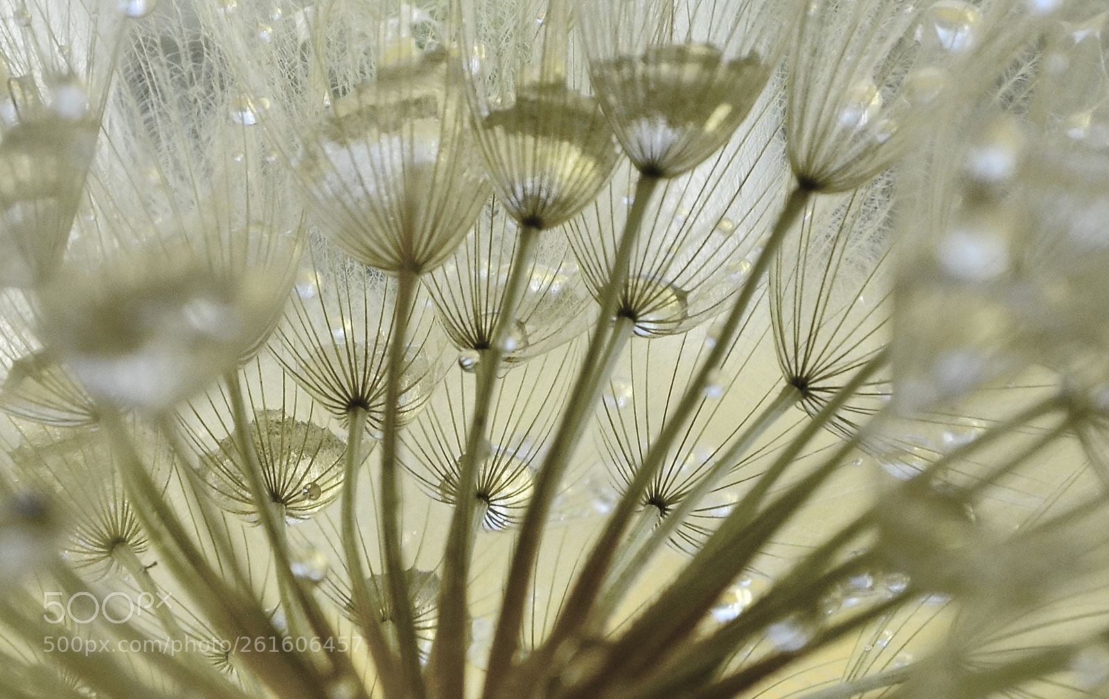 Nikon D7000 sample photo. Dandelion art photography