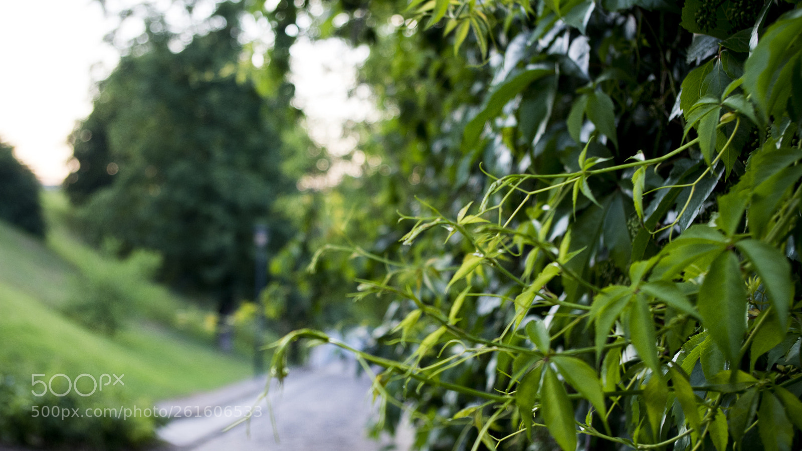 Pentax K-50 sample photo. G r e e photography