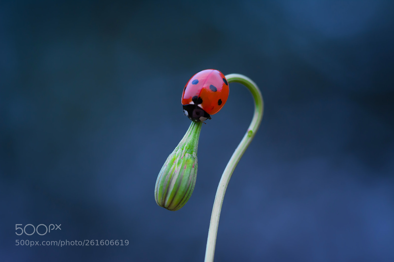 Nikon D7100 sample photo. Coccinella septempunctata photography