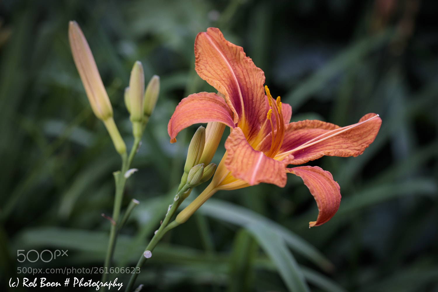 Canon EOS 5DS sample photo. Lily 1 photography