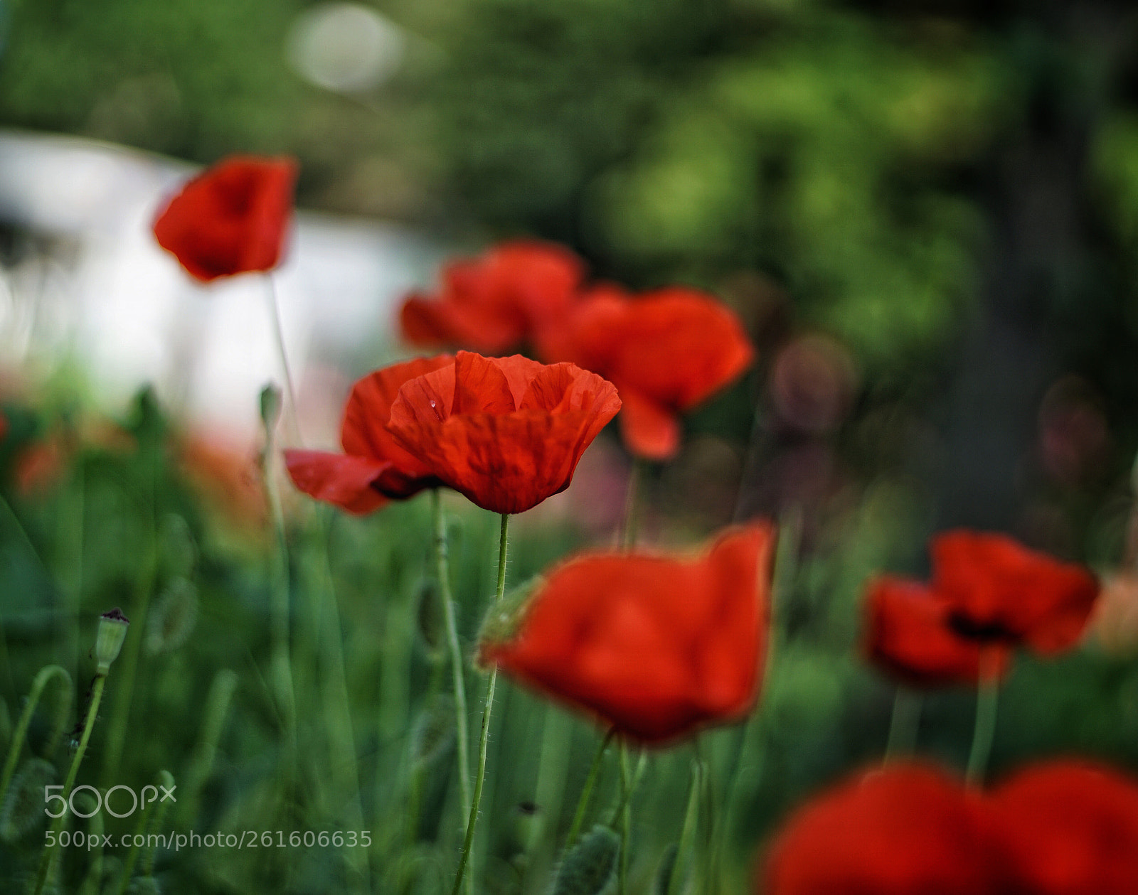 Sony a6000 sample photo. Papaveri  photography