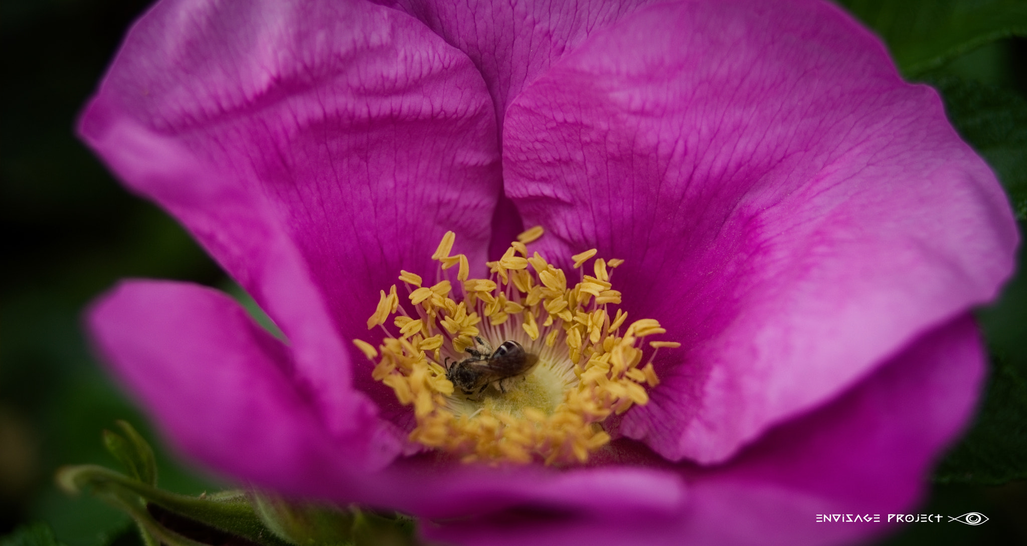 Sony a7R sample photo. In the pink photography