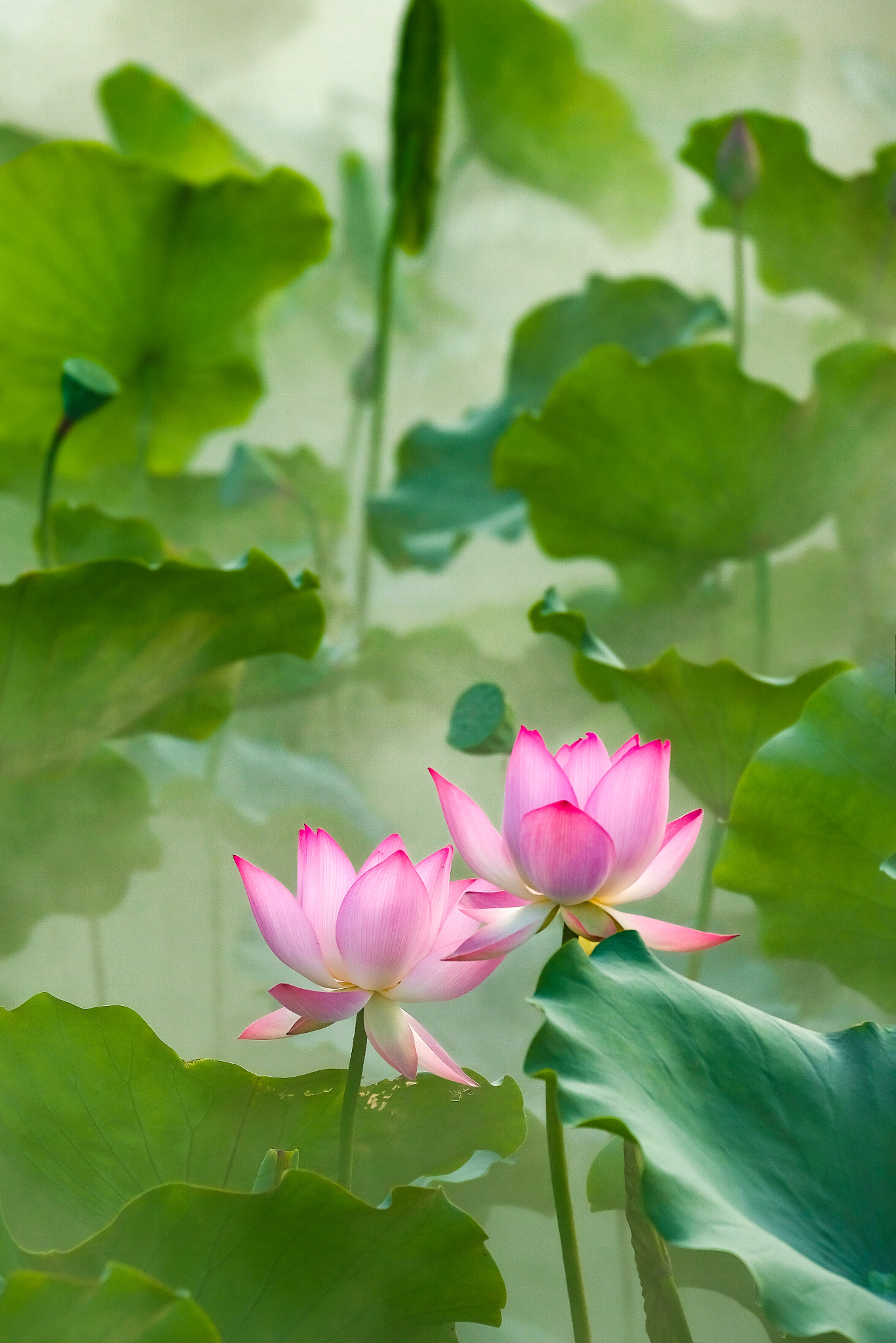 Fujifilm X-H1 sample photo. Twins photography