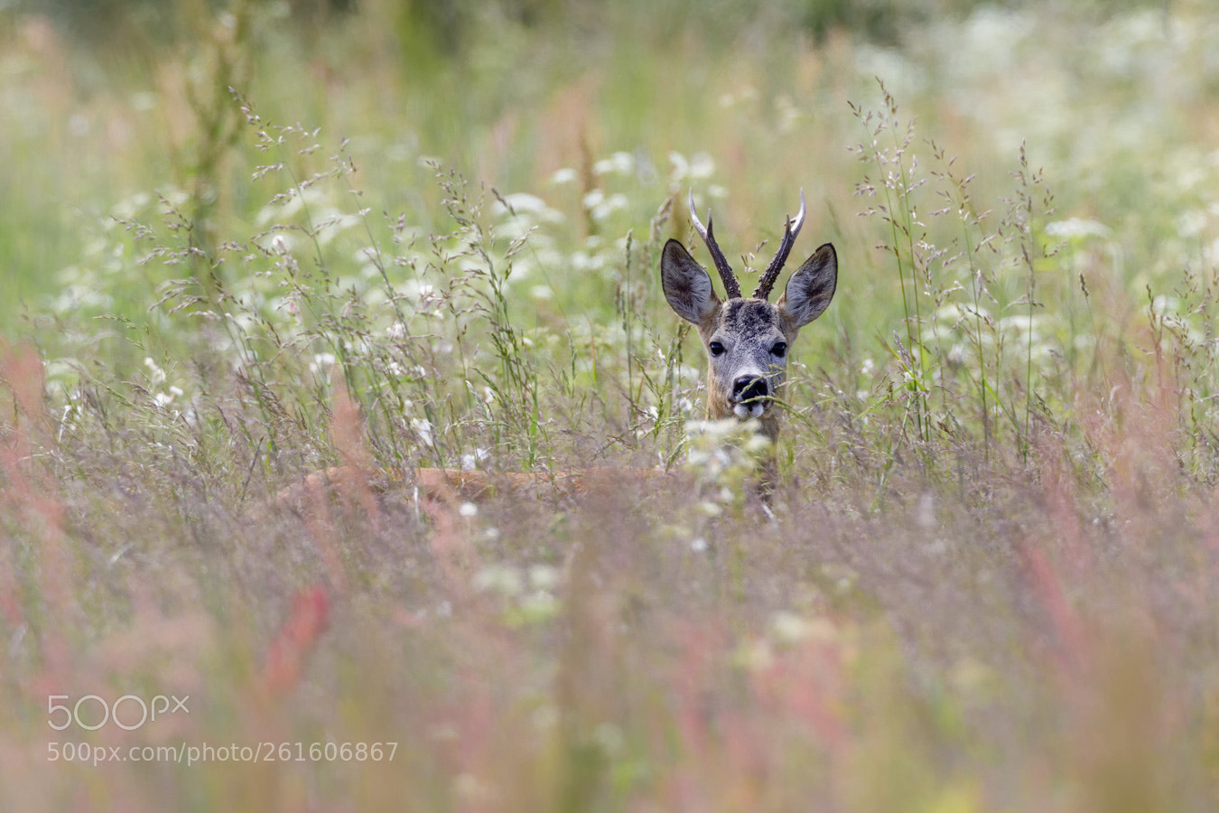 Canon EOS 5D Mark IV sample photo. Roe deer photography