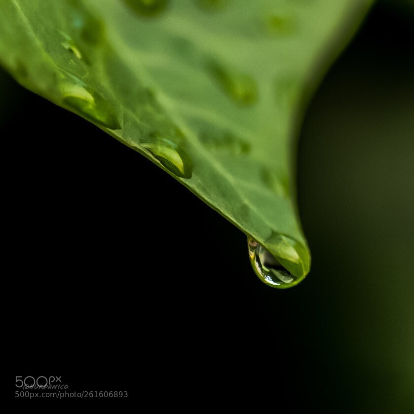 Nikon D5300 sample photo. Drop for you photography