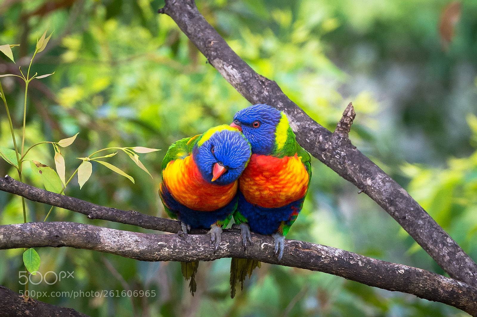 Nikon D7100 sample photo. Love is........ photography